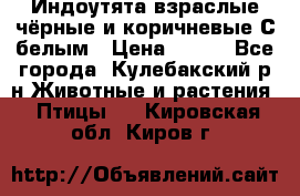 Индоутята взраслые чёрные и коричневые С белым › Цена ­ 450 - Все города, Кулебакский р-н Животные и растения » Птицы   . Кировская обл.,Киров г.